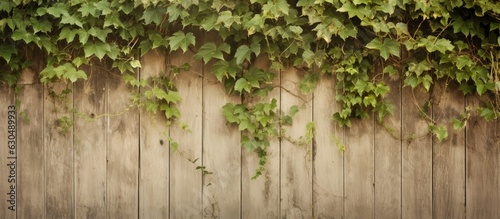 Beige background with an old wooden fence covered in overgrown ivy. space for text. The fence is painted and weathered  and there are climbing green ivy plants