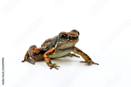 Trinidad poison frog // Gelbkehlfrosch, Trinidad-Giftfrosch (Mannophryne trinitatis) - Trinidad 