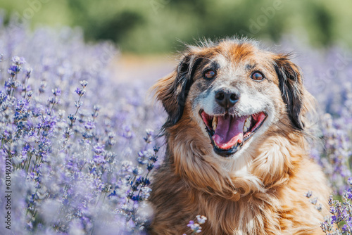 Portrait of cute rescued dog in the lavender field