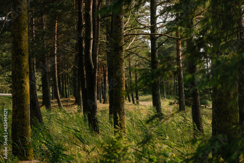 green pine forest in the morning