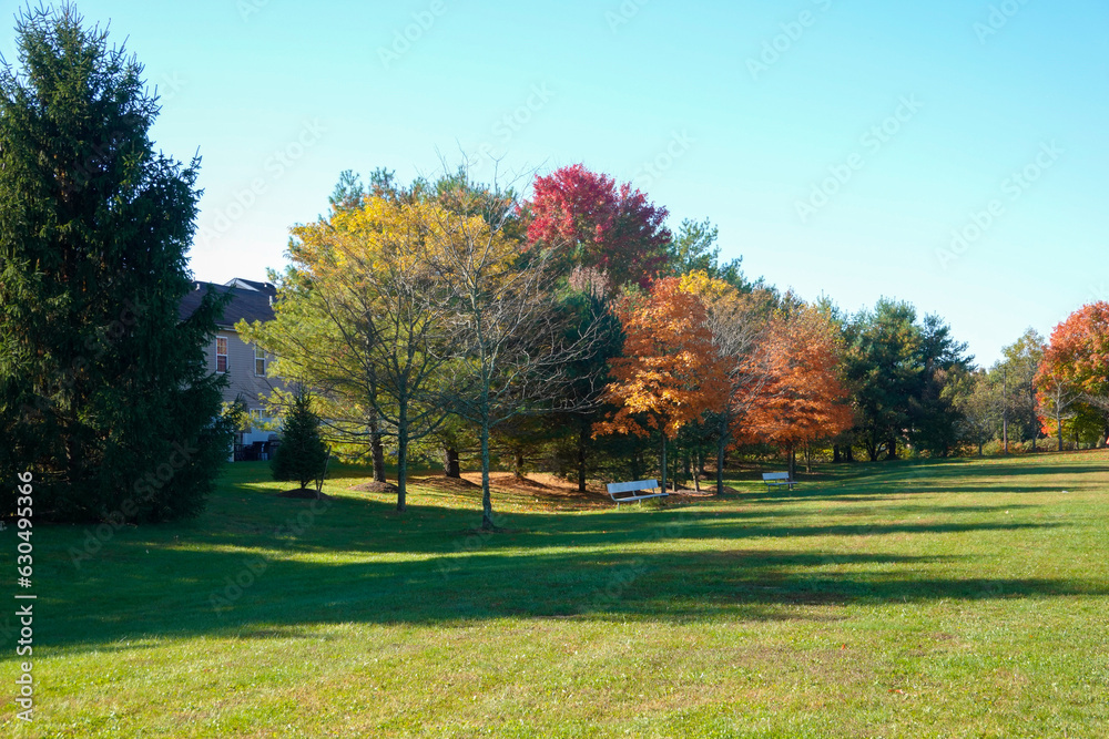 An open grassy field with white benches and trees with colored autumn leaves near a housing development