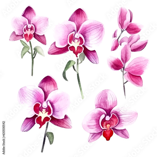 Set of pink orchid floral watecolor. flowers and leaves. Floral poster, invitation floral. Vector arrangements for greeting card or invitation design 