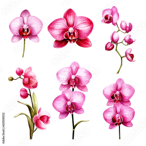 Set of pink orchid floral watecolor. flowers and leaves. Floral poster  invitation floral. Vector arrangements for greeting card or invitation design 