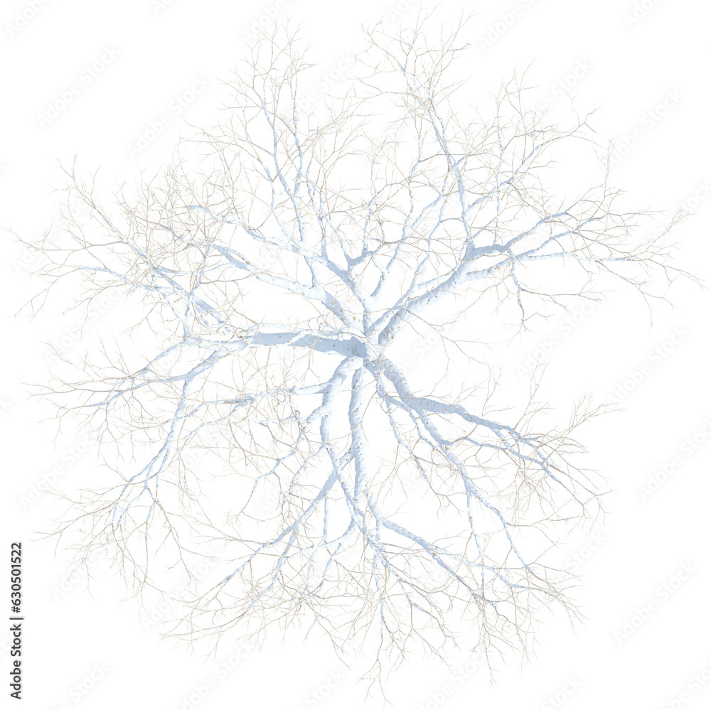 Top view of leafless tree covered by snow Top view of leafless tree covered by snow