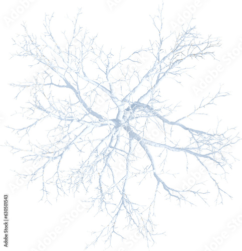 Top view of leafless tree covered by snow