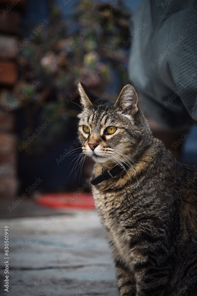 portrait of a cat portrait of a cat