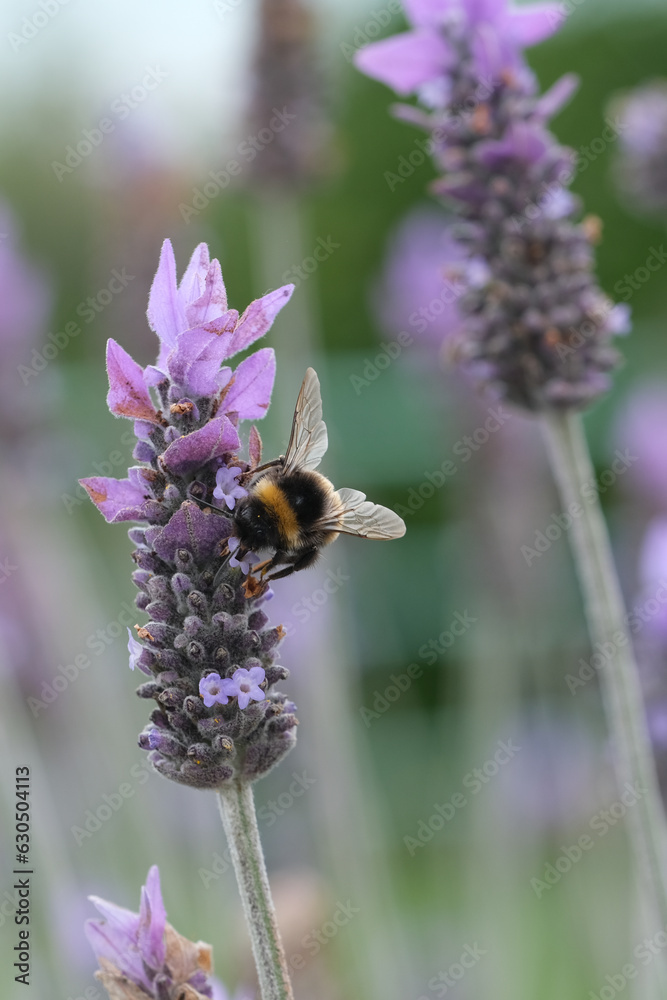 Bumble Bee getting nectar from a lavender plant. Bumble Bee getting nectar from a lavender plant.