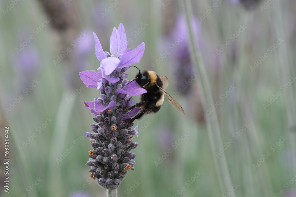 Bumble Bee getting nectar from a lavender plant. Bumble Bee getting nectar from a lavender plant.