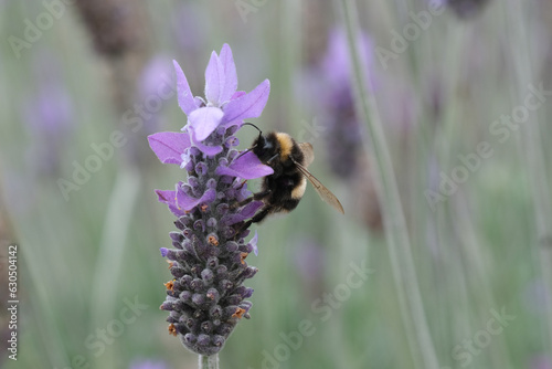 Bumble Bee getting nectar from a lavender plant.