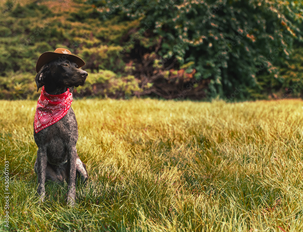 Halloween autumn dog in costume cowboy Halloween autumn dog in costume cowboy