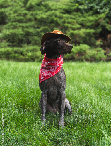 Canvas Print Halloween dog in cowboy costume