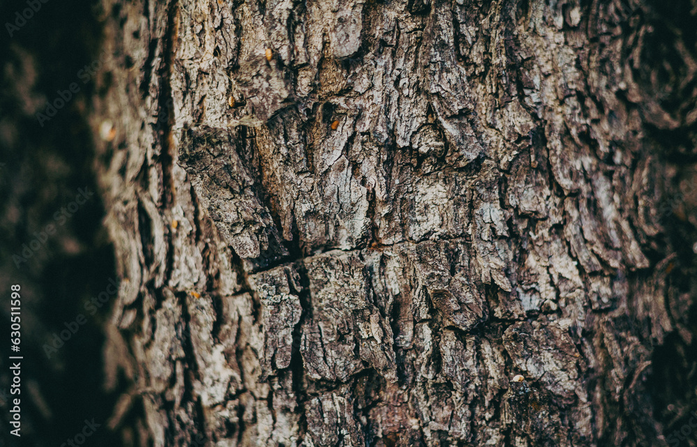 texture bark of a tree texture bark of a tree
