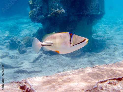Picasso lagoon triggerfish (Rhinecanthus aculeatus), underwater photo into the Red Sea photo