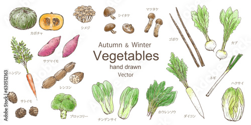 秋と冬の野菜の水彩風手描きイラストセット　ベクター