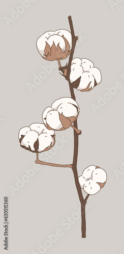 Illustration of a leaf of a cotton plant. Cotton and cheesecloth are made using the hairs produced when the seeds bear fruit.
