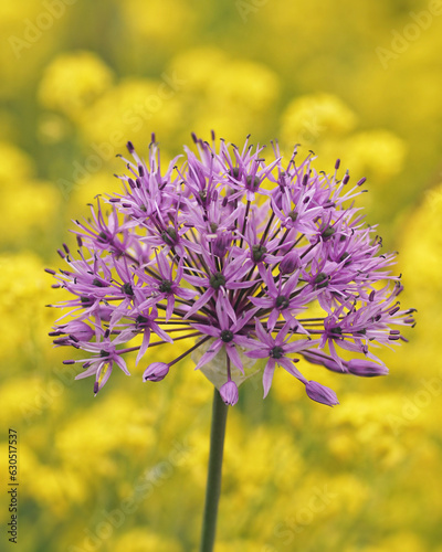 purple allium blossom with yellow flowers in the background