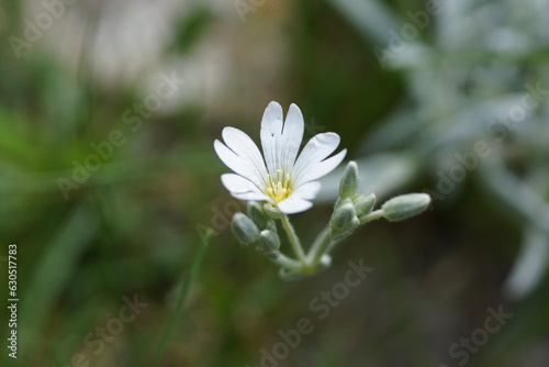 white flowers, cerastium