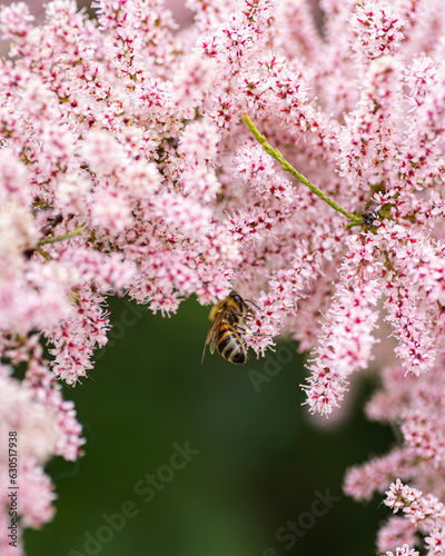 close up of pink flower, Tamarix
