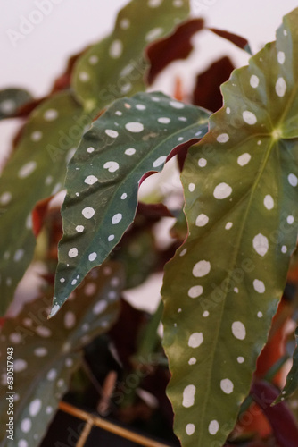 Begonia leaves with spots