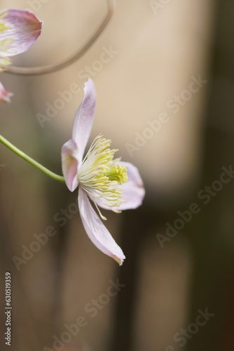 pink clematis flower