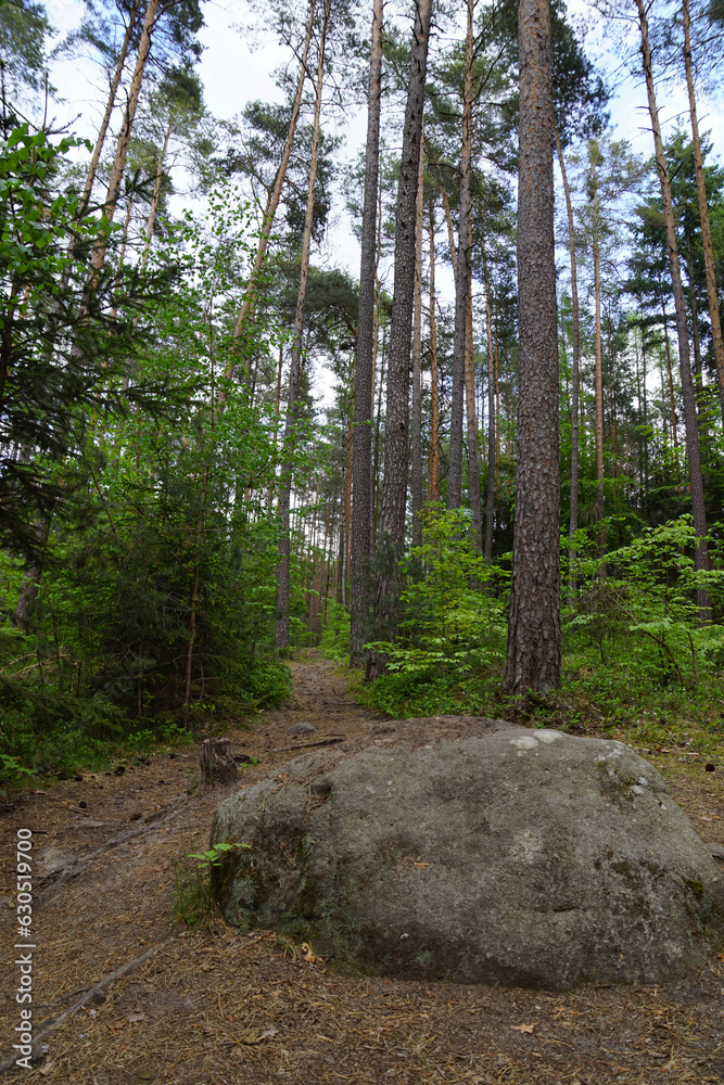 Fototapeta premium path in the woods