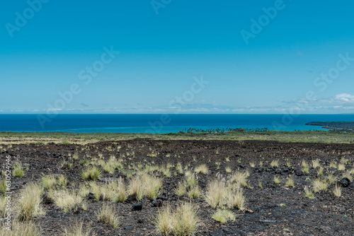 Kiholo Bay, Scenic Overlook,Queen Ka'ahumanu Highway, Big island, Hawaii. Cenchrus setaceus, commonly known as crimson fountaingrass,  photo