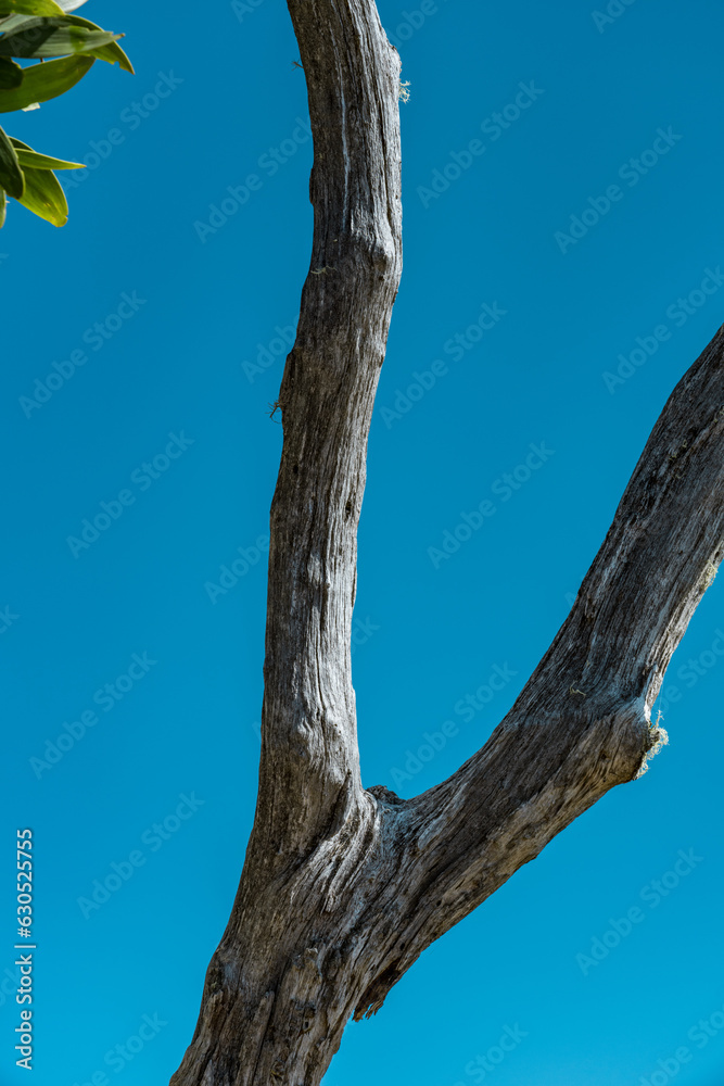 Fototapeta premium Acacia koa, commonly known as koa,[3] is a species of flowering tree in the family Fabaceae. It is endemic to Hawaii. Puʻu Huluhulu is a volcanic cone located near the center of the Island of Hawaii.