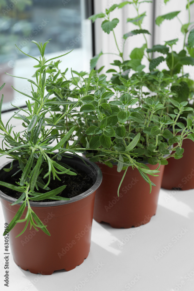 Different fresh potted herbs on windowsill indoors, closeup Different fresh potted herbs on windowsill indoors, closeup
