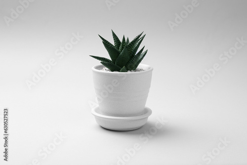 Beautiful succulent plant in pot on white background