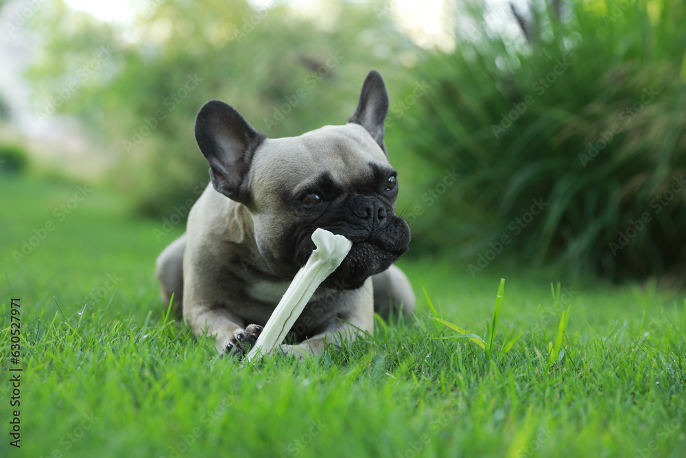 Cute French bulldog gnawing bone treat on green grass outdoors, closeup. Lovely pet