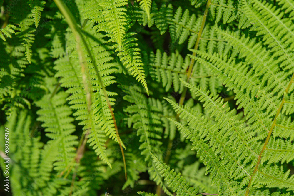 Fern leaf pattern background for design copy space Fern leaf pattern background for design copy space