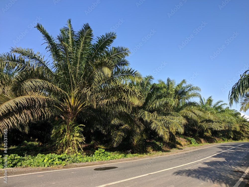 Oil palm plantation owned by residents in Kalimantan Oil palm plantation owned by residents in Kalimantan