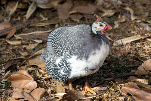The Helmeted guineafowl also know as Galinha-d'angola foraging. Species Numida meleagris. Animal wildlife. Birdwatcher. Birding.