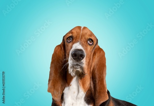 Hungry cute young dog on blue background © BillionPhotos.com