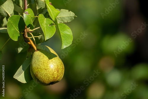 ripe pears apples. summer fruit harvest