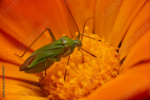 Calocoris alpestris green bug © Branislav Vlajic