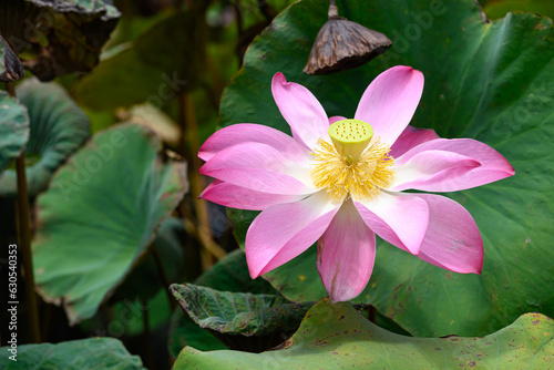 Pink lotus flower blooming in the pond