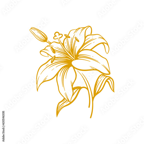 Hand drawn lily flower. Lily flower line art vector illustration