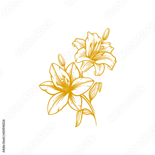 Hand drawn lily flower. Lily flower line art vector illustration