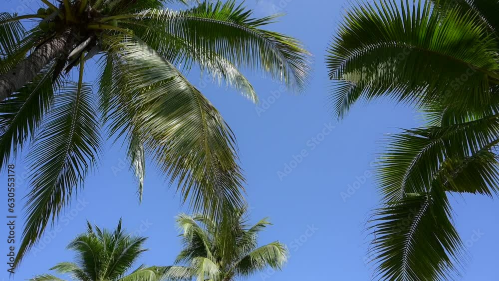 leaf of coconut trees flutter slow motion on blue sky, beautiful natural background leaf of coconut trees flutter slow motion on blue sky, beautiful natural background