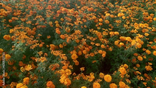 Flying over a Mexican marigold field
