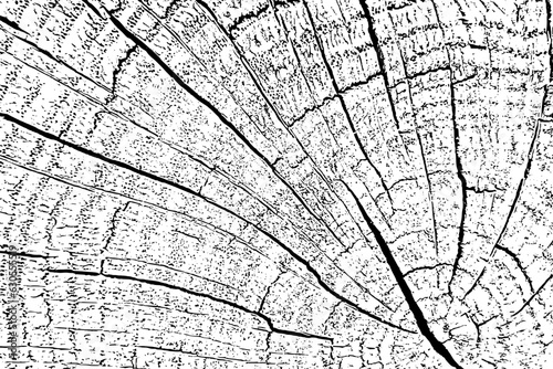 Distressed wood overlay textured. Cross section tree rings cut slice.  Black grainy texture on white background. Grunge design elements. Vector illustration, EPS 10.