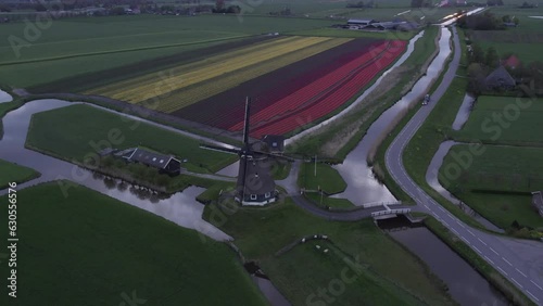 Aerial view from drone on colorful tulip fields with Dutch windmill in front photo