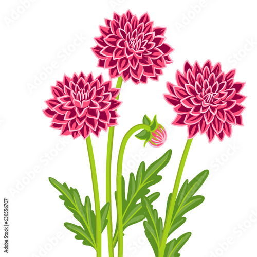 dahlia, vector drawing flowers at white background, hand drawn botanical illustration