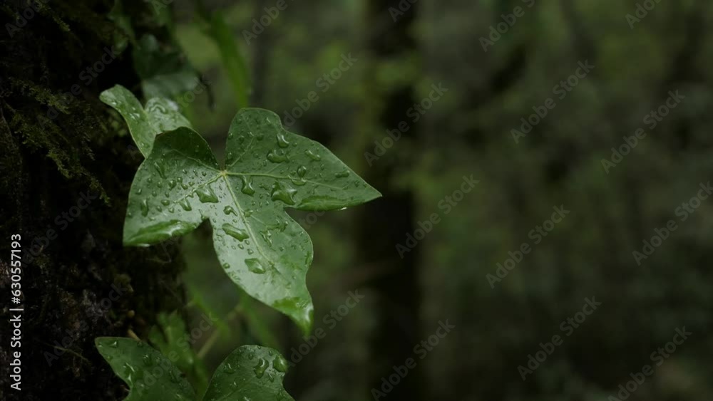 Green leaf with raindrops after rain in forest, surrounded by greenery Green leaf with raindrops after rain in forest, surrounded by greenery
