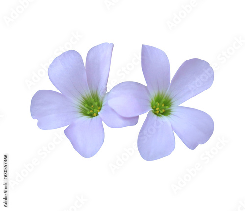 Purple shamrock or Love plant or Oxalis flowers. Closeuo small blue-purple flower bouquet isolated on transparent . The side of exotic flowers. 