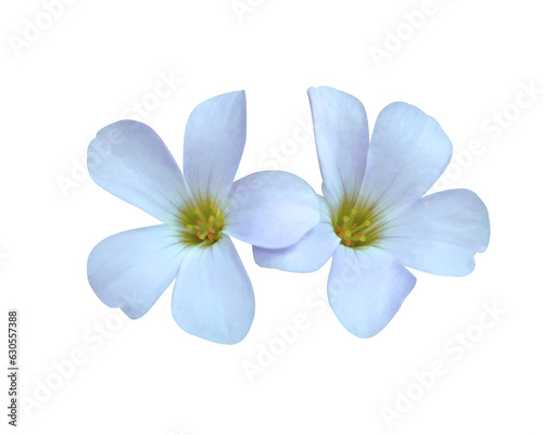 Purple shamrock or Love plant or Oxalis flowers. Closeuo small blue-purple flower bouquet isolated on white background. The side of exotic flowers.	