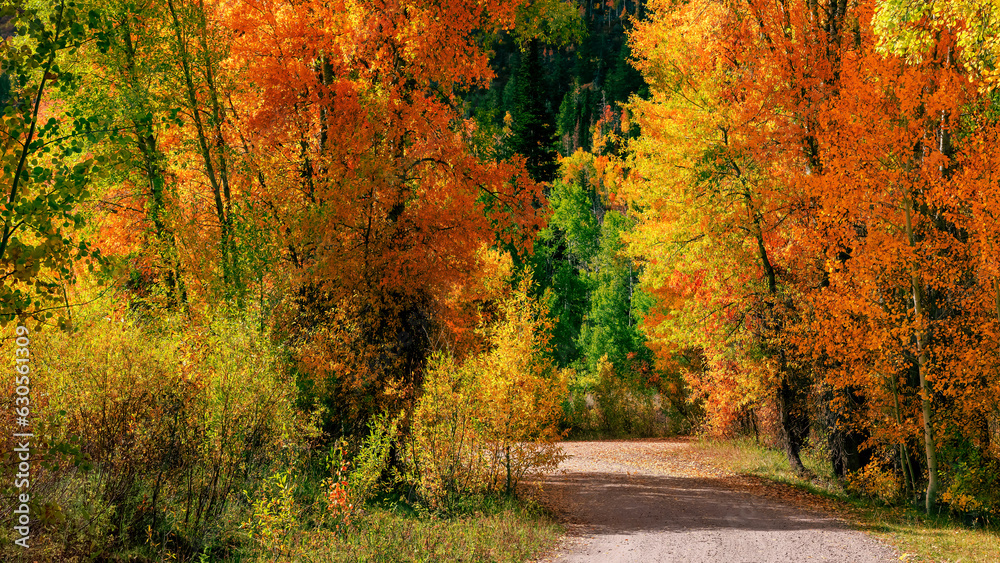 Bright autumn trees along scenic walking trail in Wasatch Cache national forest, Utah. Bright autumn trees along scenic walking trail in Wasatch Cache national forest, Utah.