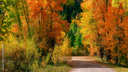 Bright autumn trees along scenic walking trail in Wasatch Cache national forest, Utah. © SNEHIT PHOTO