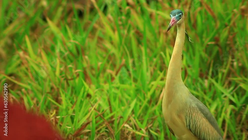 Astonished wisthling heron sneaking into savanna grasslands  photo